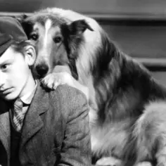 Lassie: Rasa psa w filmie i jej unikalne cechy oraz charakter